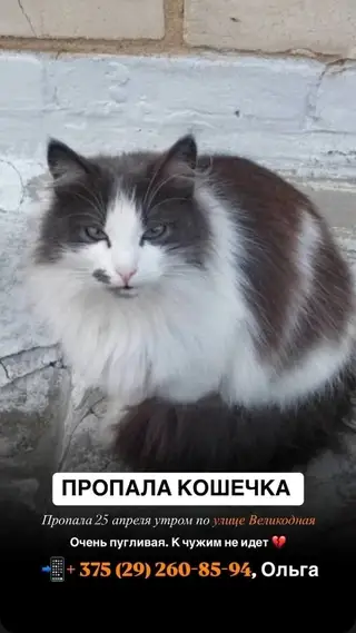 Найдена кошка в Молодечно — фото объявления