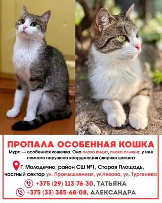 Найдена кошка в Молодечно — фото объявления