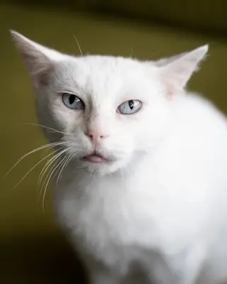 Найдена кошка в Молодечно — Б Ь Я Н К А 🤍