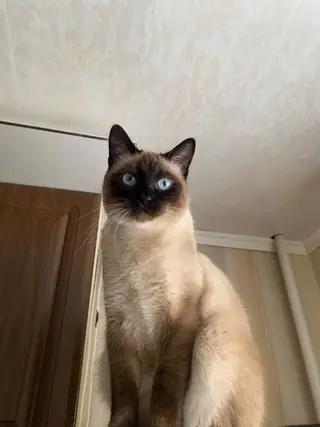 Найдена кошка в Молодечно — P.S. Нашлась, дома!