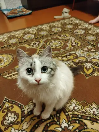 Найдена кошка в Молодечно — фото объявления