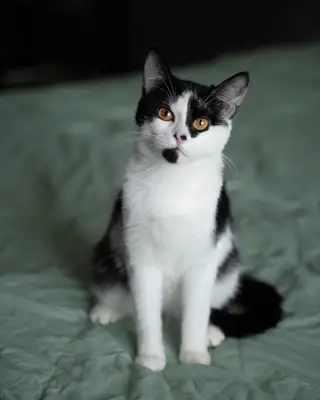 Найдена кошка в Молодечно — Она пережила кошмар, который сложно представить. Будучи 3-месячным котенком, её буквально вышвырнуло…