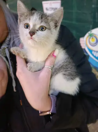 Найдена кошка в Мозыре — Срочно ищет дом!!!