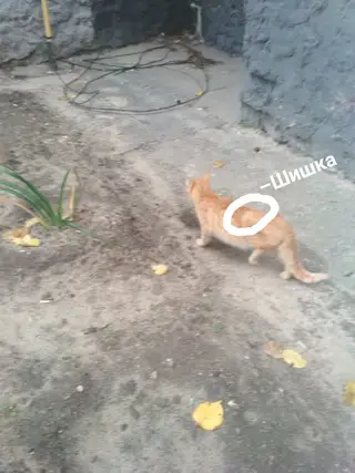 Найдена кошка в Мозыре — УМЕР в клинике (((