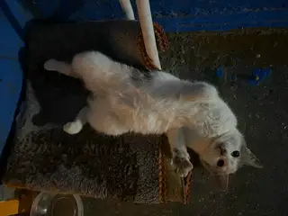 Найдена кошка в Мозыре — Нужен дом для это замечательной девочки! Очень милая, ласковая, доверчивая кошка. Какое-то время…