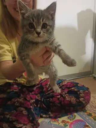 Найдена кошка в Мозыре — Добрый день!