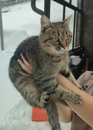 Найдена кошка в Мозыре — Около 2 недель назад прибилась кошка на ул. КАЛИНИНА. Около 4 лет, домашняя, контактная. Ищем старых…