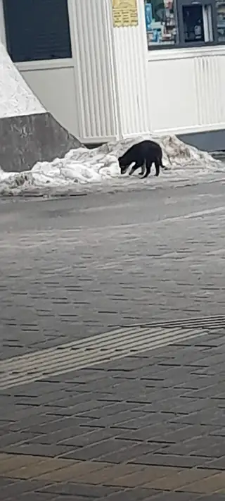 Найдена собака в Мозыре — Добрый день. Малыш бегает на автовакзале каму не сложно заберите щенка