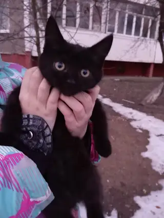 Найдена кошка в Мозыре — фото объявления