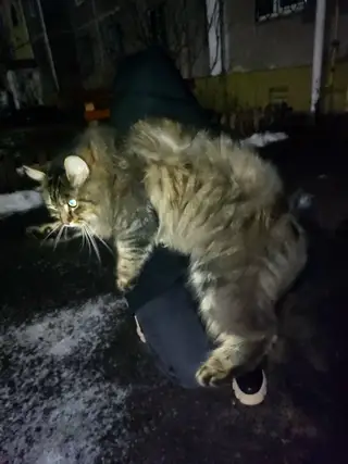 Найдена кошка в Мозыре — Вчера на ульяновской найдена шикарнейшая огромная домашняя кошка. Ищет старых или новых хозяев.