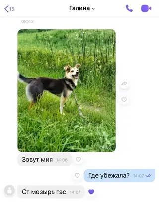 Найдена собака в Мозыре — фото объявления