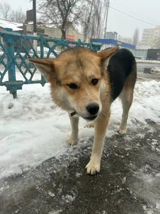 Найдена собака в Мозыре — На ул. Притыцкого, возле Бахуса бегает собака с ошейником. Может кто-то потерял?