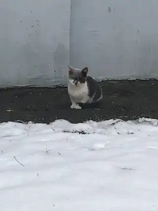 Найдена кошка в Мозыре — Привет, Мозырь! Мы к Вам с большой просьбой!