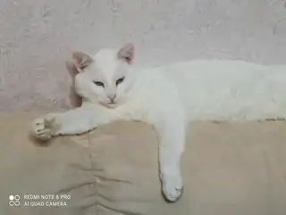 Найдена кошка в Мозыре — В феврале на ул. Малинина был найден этот котик.