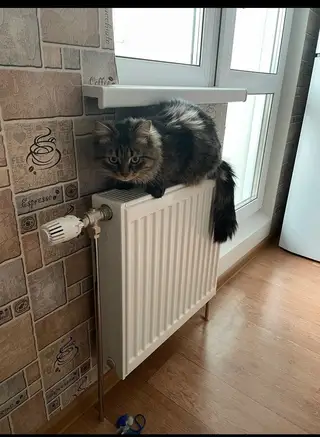Найдена кошка в Мозыре — фото объявления