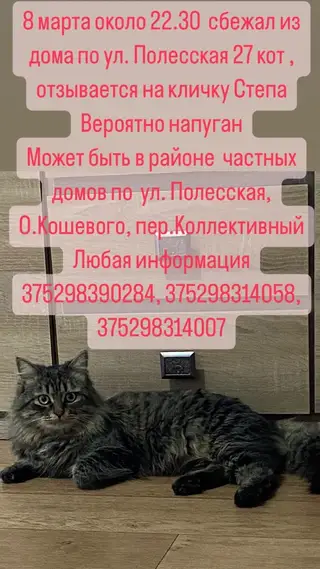 Найдена кошка в Мозыре — фото объявления