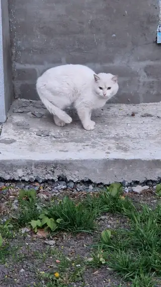 Найдена кошка в Мозыре — В районе остановки "Старое городище" по ул.Гоголя прибился белый кот ( по словам соседей 3-4 дня)…