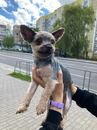 Найдена собака в Мозыре — ДОМА!!!