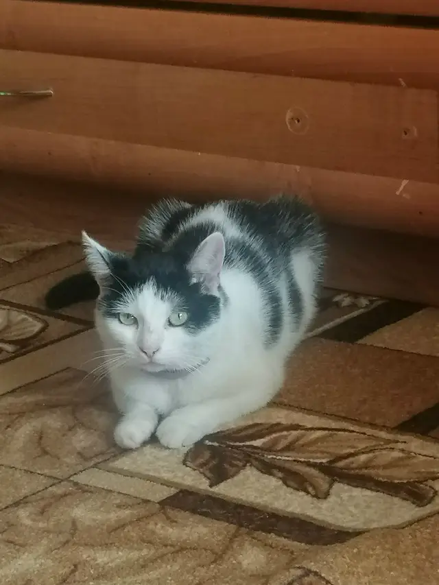 Пропала кошка в Мозыре — фото объявления