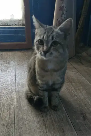 Найдена кошка в Мозыре — Верю в ЧУДО 🙏🙏🙏