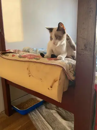Пропала кошка в Мозыре — Котенку нужен дом.
