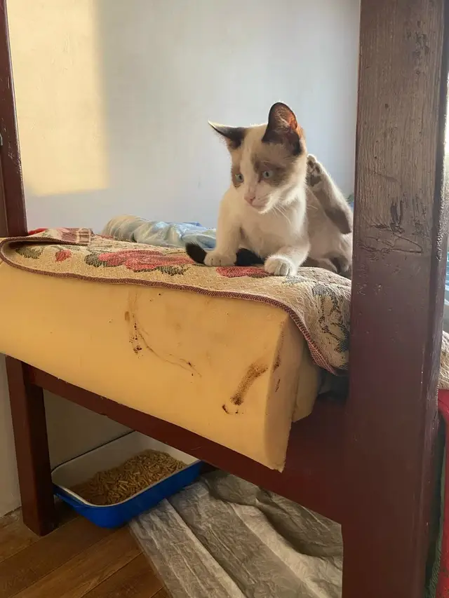 Пропала кошка в Мозыре — Котенку нужен дом.