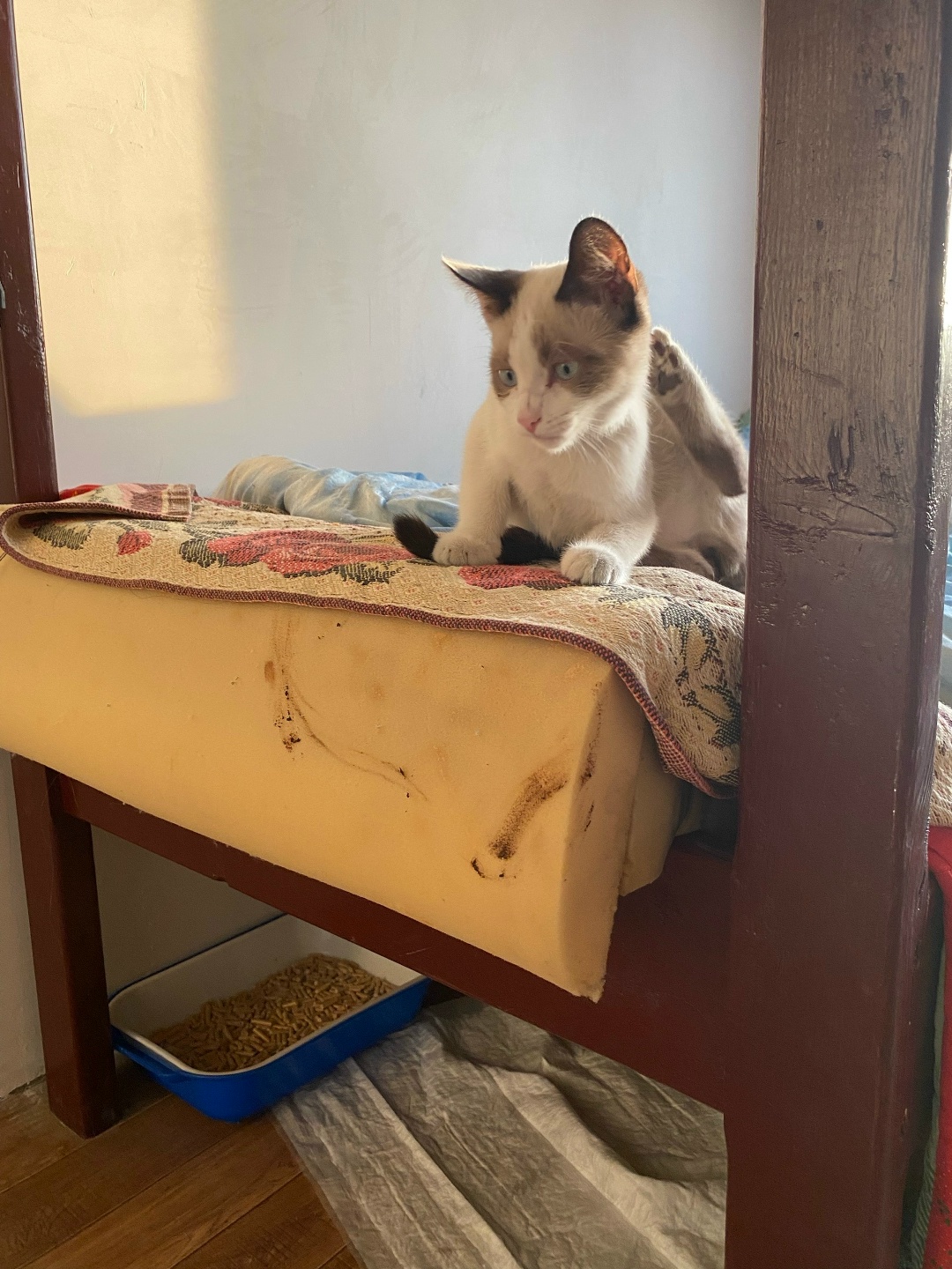 Пропала кошка в Мозыре — Котенку нужен дом.