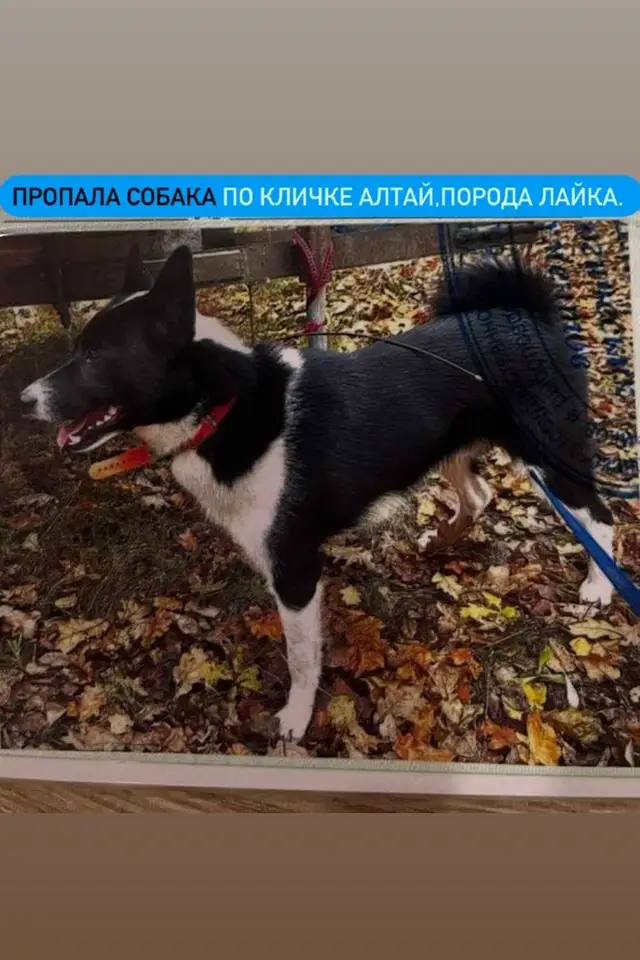 Пропала собака в Мозыре — фото объявления