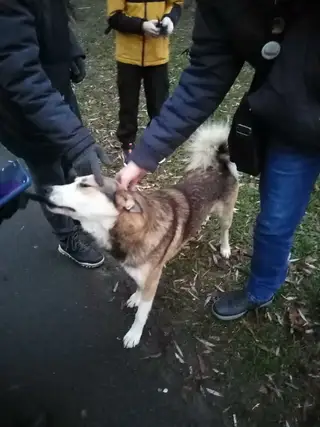 Найдена собака в Мозыре — Здравствуйте! Примерно неделю как прибился пёс к магазину Сад-огород возле гимназии. Каждый вечер…