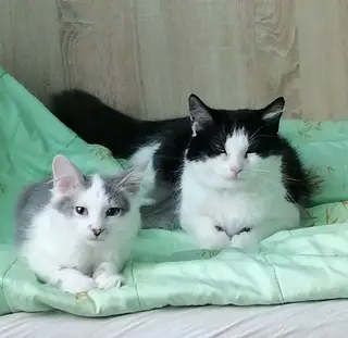 Найдена кошка в Мозыре — фото объявления
