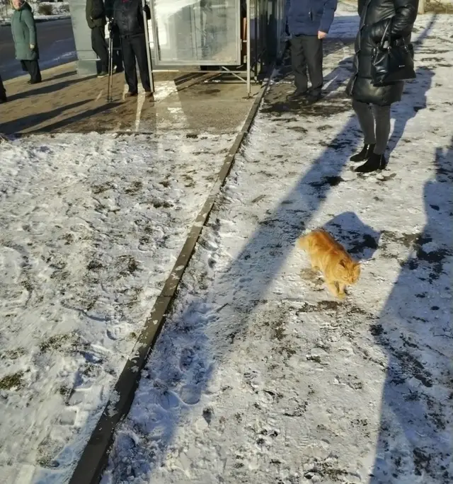 Пропала кошка в Мозыре — Добрый день, Всем! Сегодня возле остановки "школа номер 13" (возле магазина Евроопт), по улице б-р…