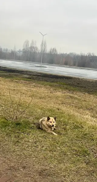Найдена собака в Мозыре — Чей пёсик весь день ходит возле арены? На нем коричневый кожаный ошейник