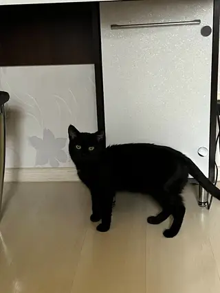 Найдена кошка в Мозыре — Добрый день ,найден котик на Б.Юности 97 под 3 подъездом,видно что домашний