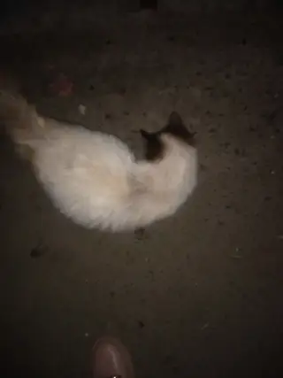 Пропала кошка в Мозыре — Чья потеряшка на остановке "Асобина", возле бассейна, забегала в магазин Родны Кут, беременная…