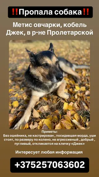 Пропала собака в Мозыре — в районе улицы Пролетарской пропала собака‼️