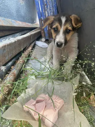 Найдена собака в Мозыре — Здравствуйте! Прибился маленький щенок 🐶