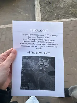 Пропала кошка в Мозыре — фото объявления