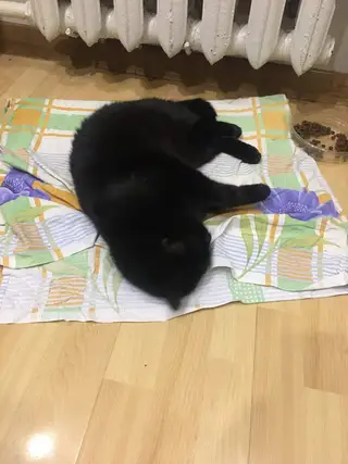 Найдена кошка в Слуцке — Котик находится на передержке, пока большие морозы.Может кто-то узнает своего питомца,был подобран на…