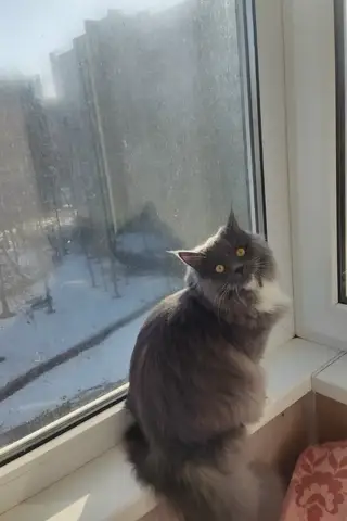 Пропала кошка в Слуцке — фото объявления