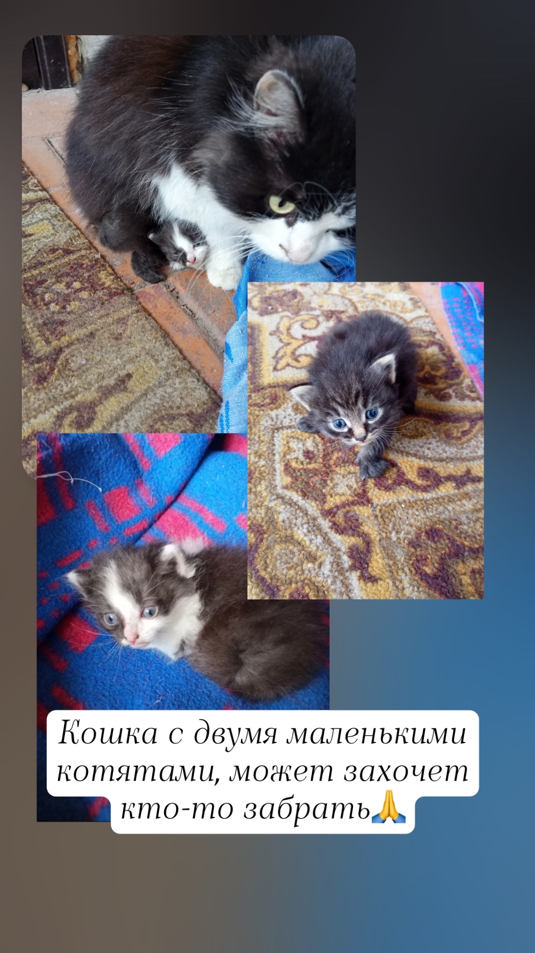 Найденная кошка в Дзержинске: Здравствуйте. Прибилась кошечка с котятами. Сначала принесла двоих, потом еще одного. Возможно кому-то… Найдена кошка в Дзержинске — Здравствуйте. Прибилась кошечка с котятами. Сначала принесла двоих, потом еще одного. Возможно…