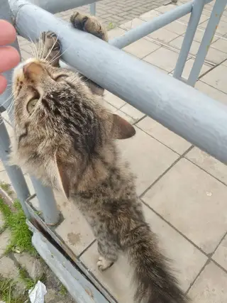 Найдена кошка в Дзержинске — Арзамас.