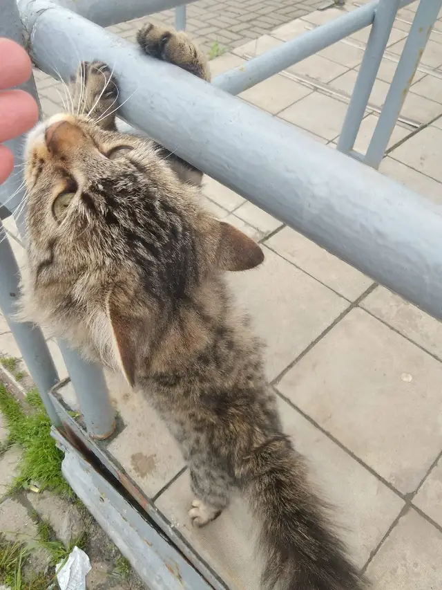 Найдена кошка в Дзержинске — Арзамас.