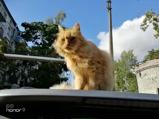 Найдена кошка в Горках — Чей котейка в дружной горки. Аккуратный, чистый. Видно, что домашний. Мёрзнет на улице