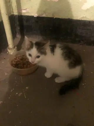 Найдена кошка в Горках — Чей котёнок? Лампово, Совхозная,17.
