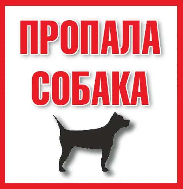 Пропавшая собака в Волковыске: Курган. Пропала собака в Волковыске — Курган.