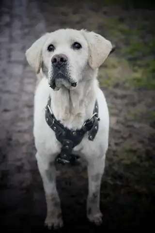 Найдена собака в Волковыске — Ищет хозяина! 🐾