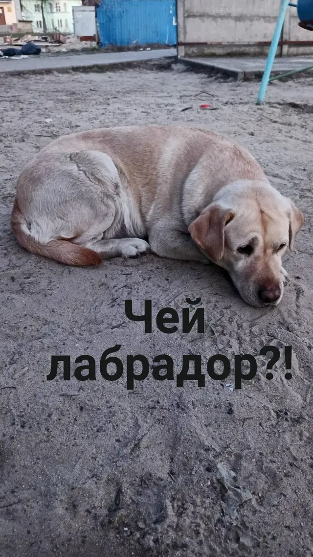 Найденная собака в Волковыске: Брянск. Найдена собака в Волковыске — Брянск.