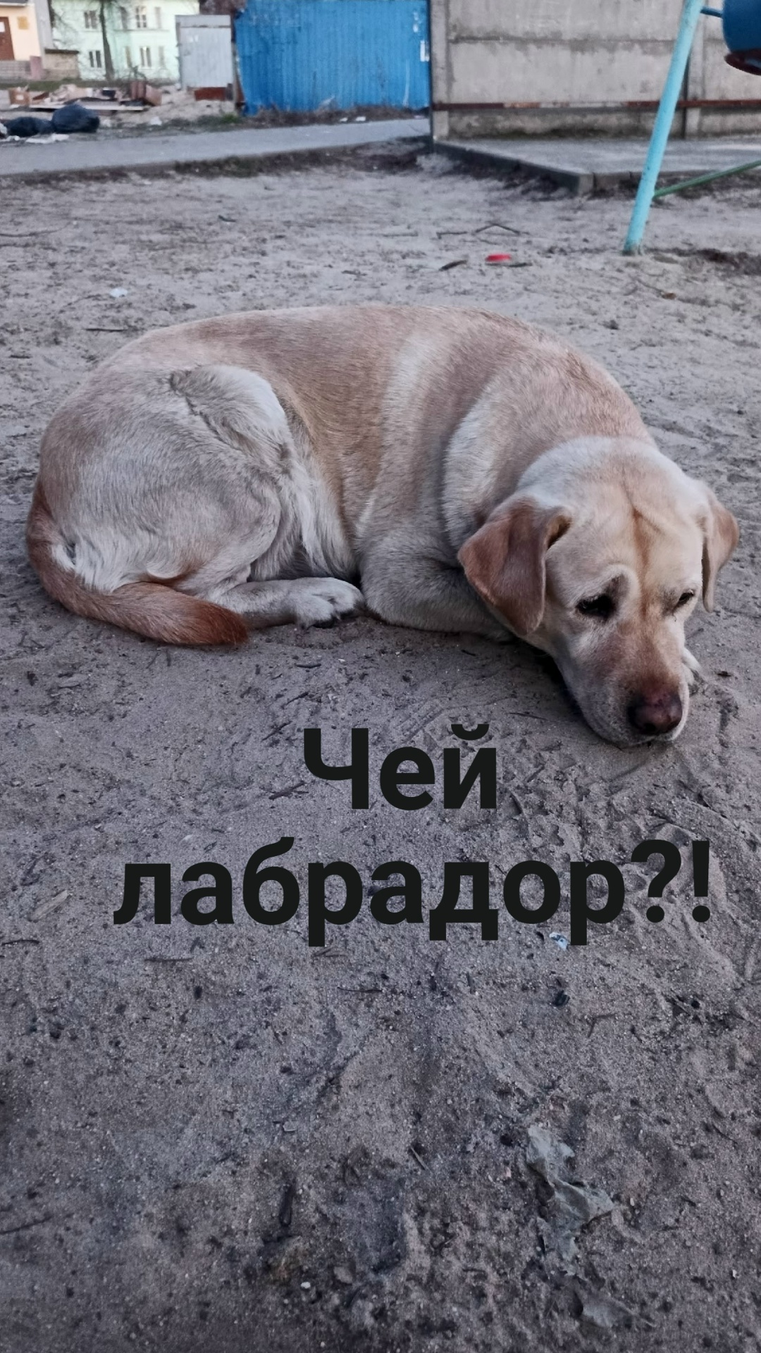 Найденная собака в Волковыске: Брянск. Найдена собака в Волковыске — Брянск.