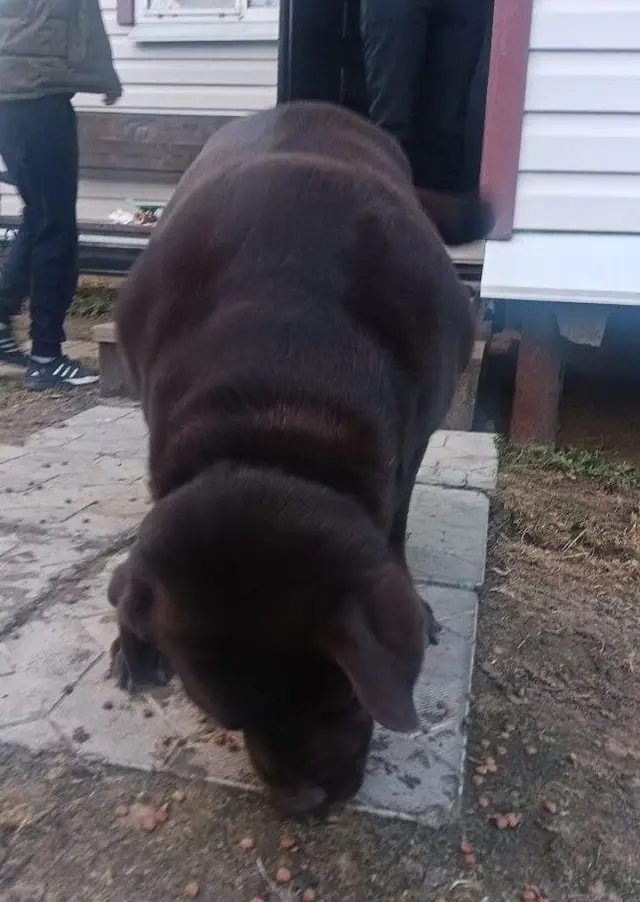 Найдена собака в Волковыске — Замечена собака, кобель, лабрадор!