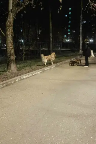 Найдена собака в Волковыске — Королев.